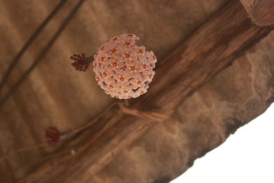 Close-up of red flower