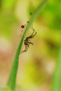 Close-up of insect on plant