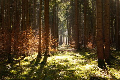 Trees growing in forest