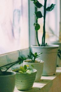 Close-up of potted plant on table at home