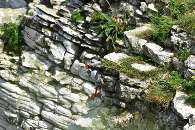 High angle view of rocks in forest