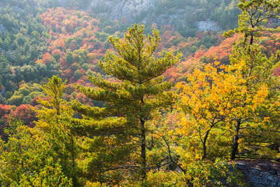 Trees in forest during autumn