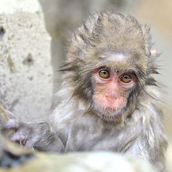 Close-up portrait of an animal