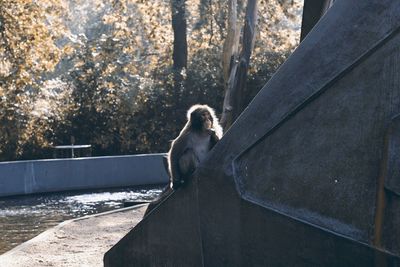 Portrait of monkey sitting on retaining wall