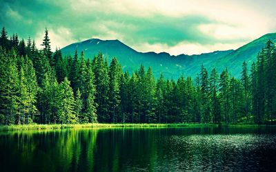 Scenic view of lake by trees against sky