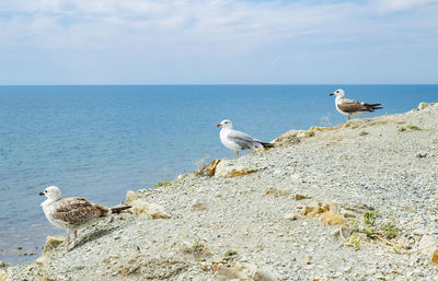 Seagull perching on rock by sea against sky