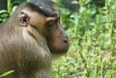 Close-up of monkey looking away