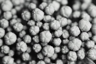 Extreme close-up of flower buds