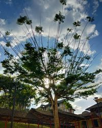 Low angle view of tree against sky