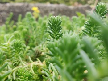 Close-up of succulent plant in field