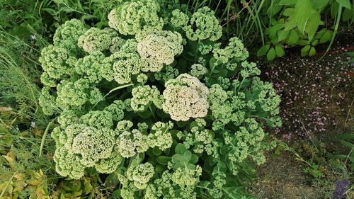 High angle view of plants growing on field