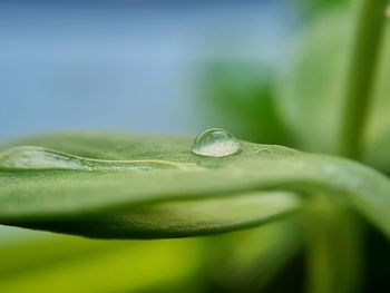 Close-up of raindrops on leaf