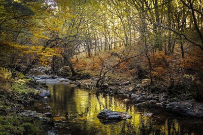 Trees growing in forest during autumn