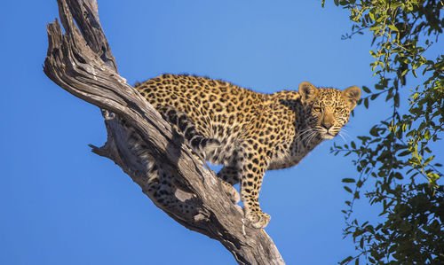 Low angle view of wild animal on tree against clear sky