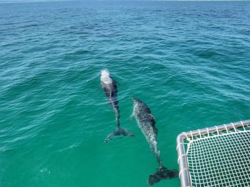 High angle view of dolphin swimming in sea