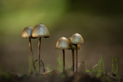 Close-up of mushroom growing on field