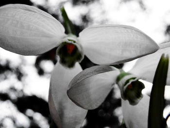 Close-up of white flowering plant