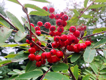 Close-up of red berries growing on tree