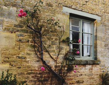 Low angle view of pink flower growing on window