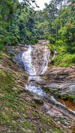 Stream flowing amidst trees in forest