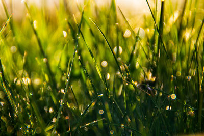 Close-up of wet grass on field