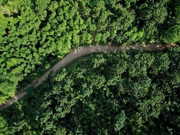 High angle view of a forest