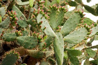 Close-up of prickly pear cactus