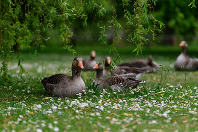 Close-up of ducklings on grassy field