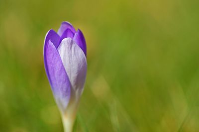 Close-up of purple flower