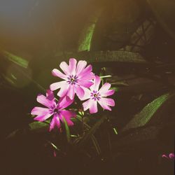 Pink flowers blooming in pond