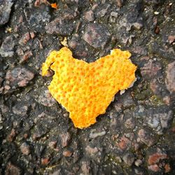 Close-up of yellow leaf on rock