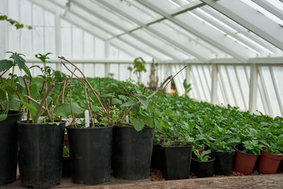 Selective focus on seedlings in pots in greenhouse.