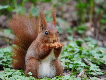 Close-up of squirrel