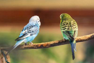 Close-up of birds perching on branch