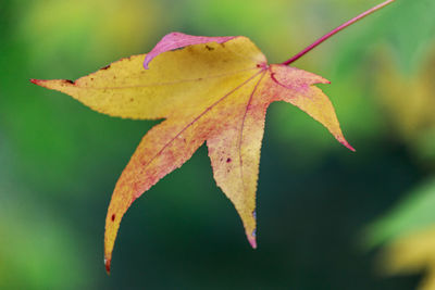 Close-up of maple leaves