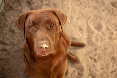 Portrait of dog on beach