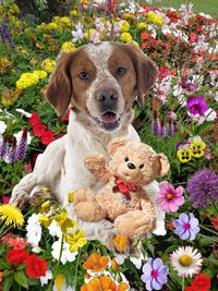 Portrait of dog sitting with toy