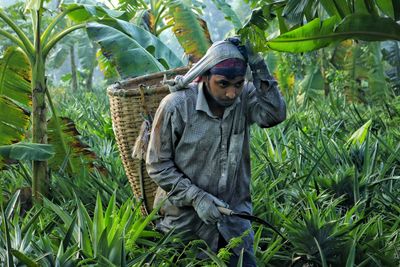 Pineapple field worker working in morning time with a basket attached on the back