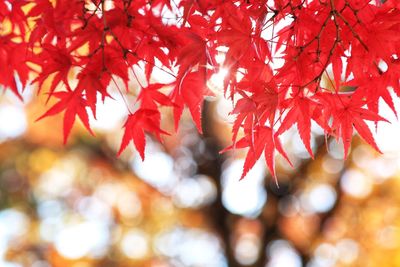 Close-up of maple leaves on tree