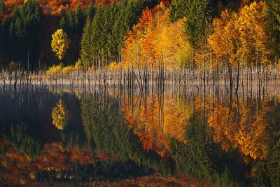 Foggy morning with a wild natural lake in autumn season.