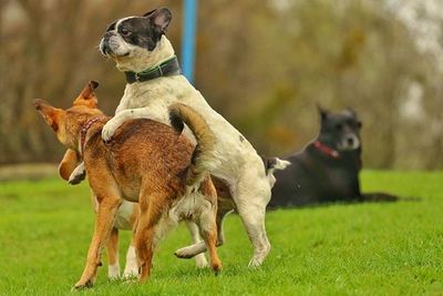 Dog on grassy field