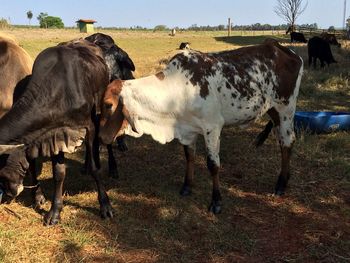 Cows standing on field against sky