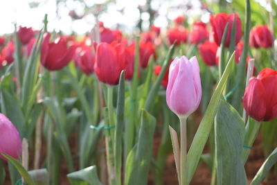Close-up of red tulip flowers on field