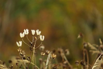 Close-up of plant against blurred background