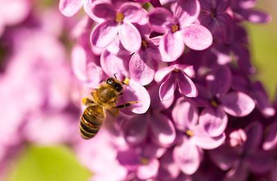 Close-up of bee pollinating on pink flower