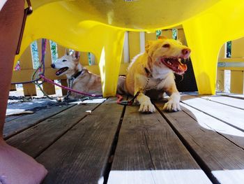 Dog sitting on wooden floor