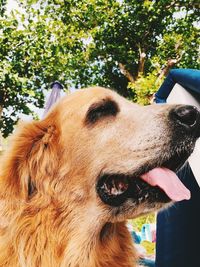 Close-up of a dog