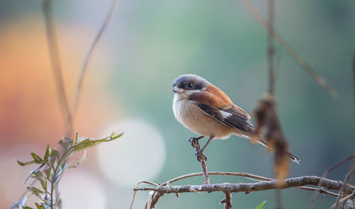Close-up of bird perching on branch
