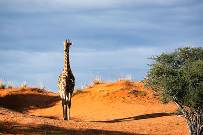 The giraffe in the blue.