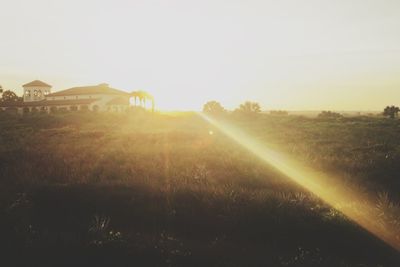 Sun shining through grassy field